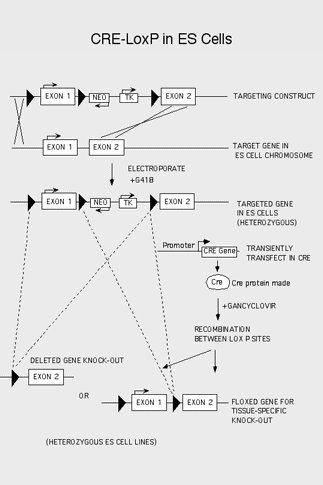 CRE-LoxP in ES Cells