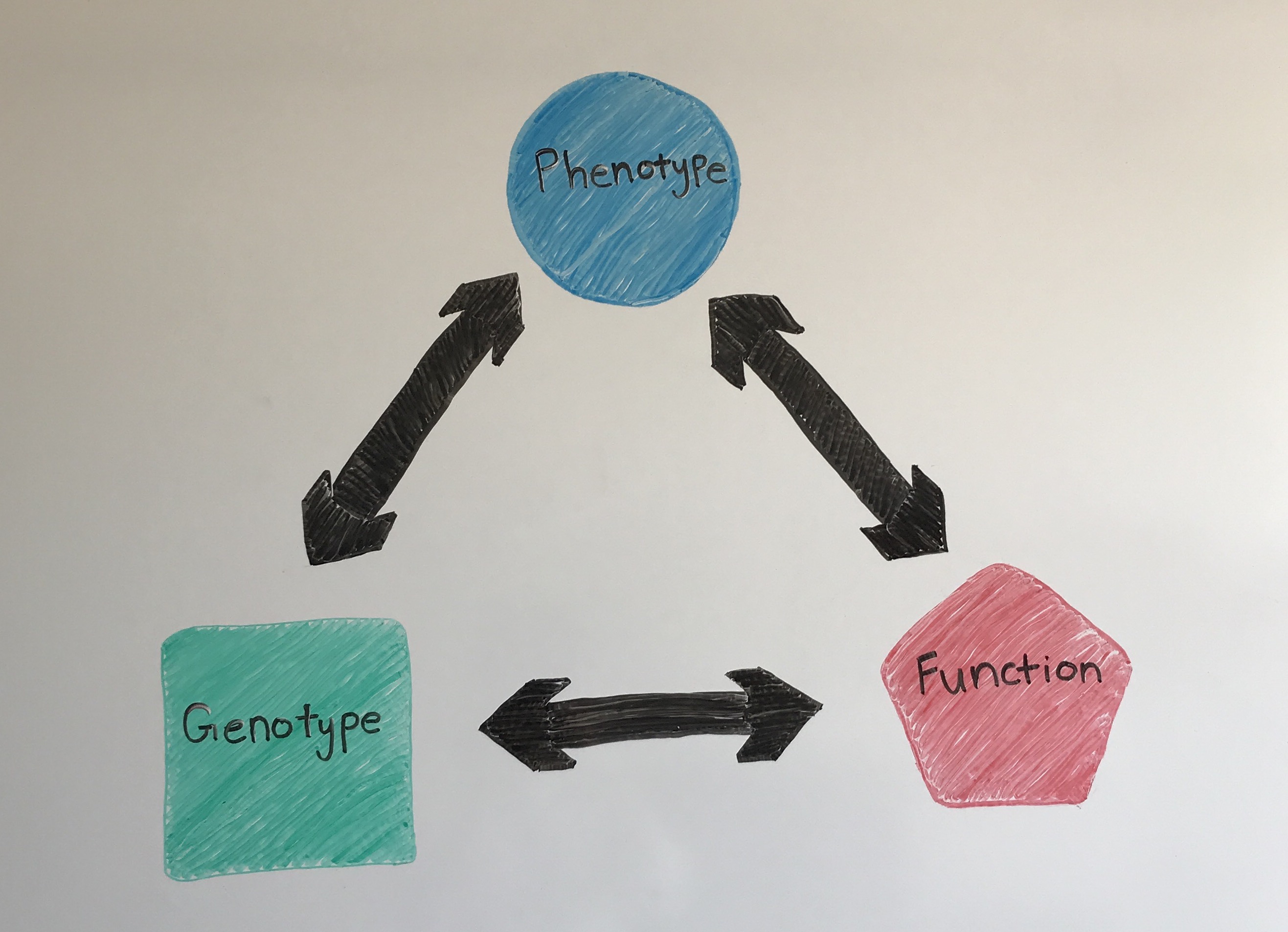 lab logo drawn on whiteboarc