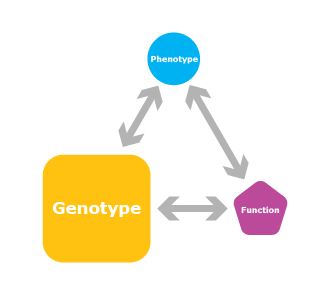 lab logo with genotype square enlarged