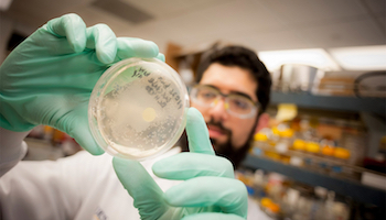 male scientist looking at a petri dish